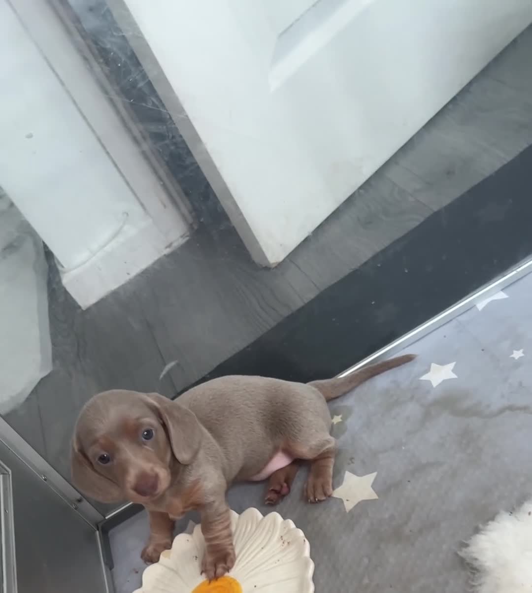 Miniature Dachshund dogs for sale: LILAC KC REGISTERED MINATURE DACHSHUND PUPPIES  - Video 1