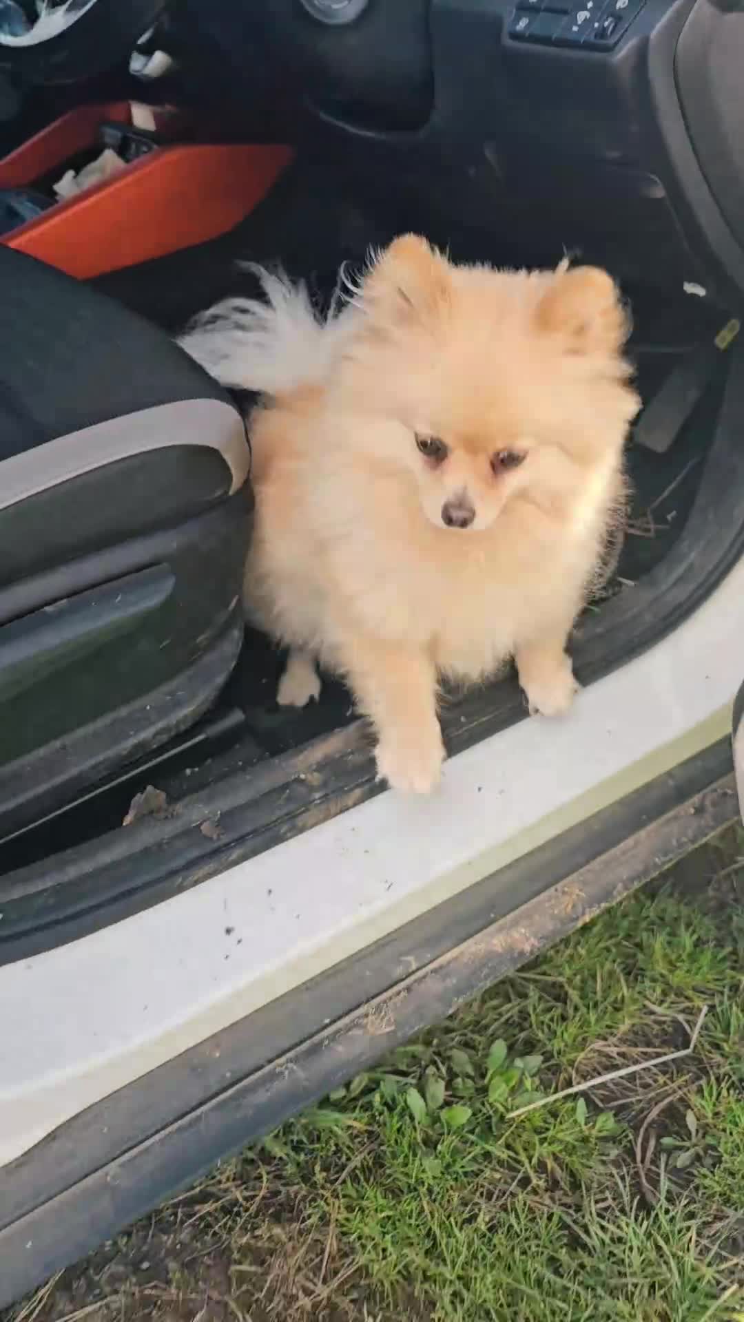 Pomeranian dogs for sale: 3 year old Pomeranian suit retired person  - Video 3