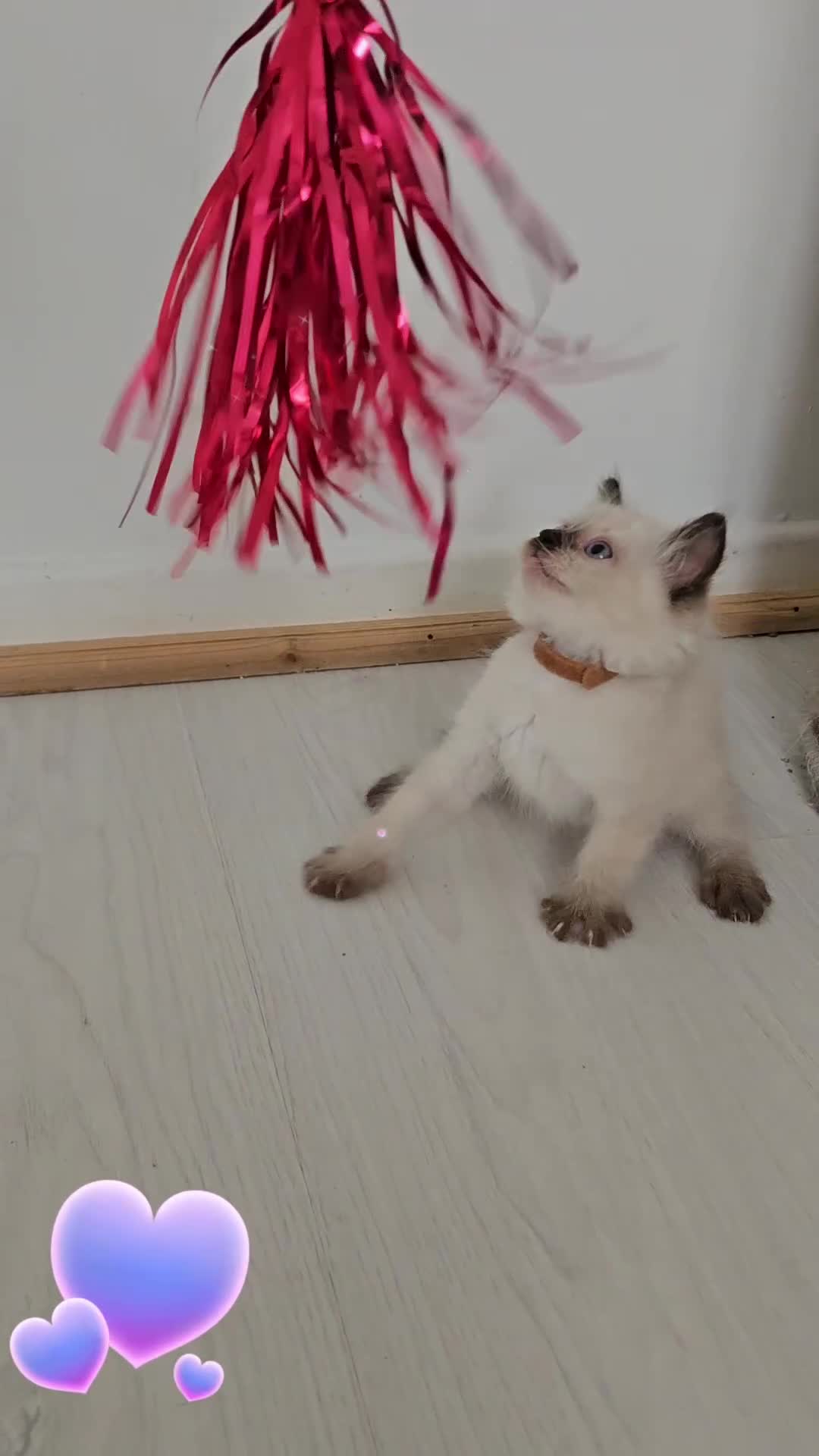 Ragdoll cats for sale: 3 Tica Boys Genetic test Certyficate HCM and PKD  - Video 2