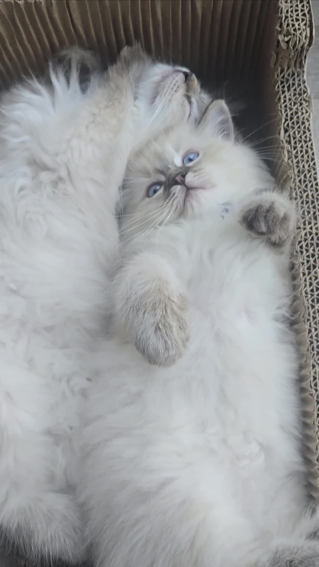 Ragdoll cats for sale: 2 Stunning TICA Ragdoll Boys  - Video 1