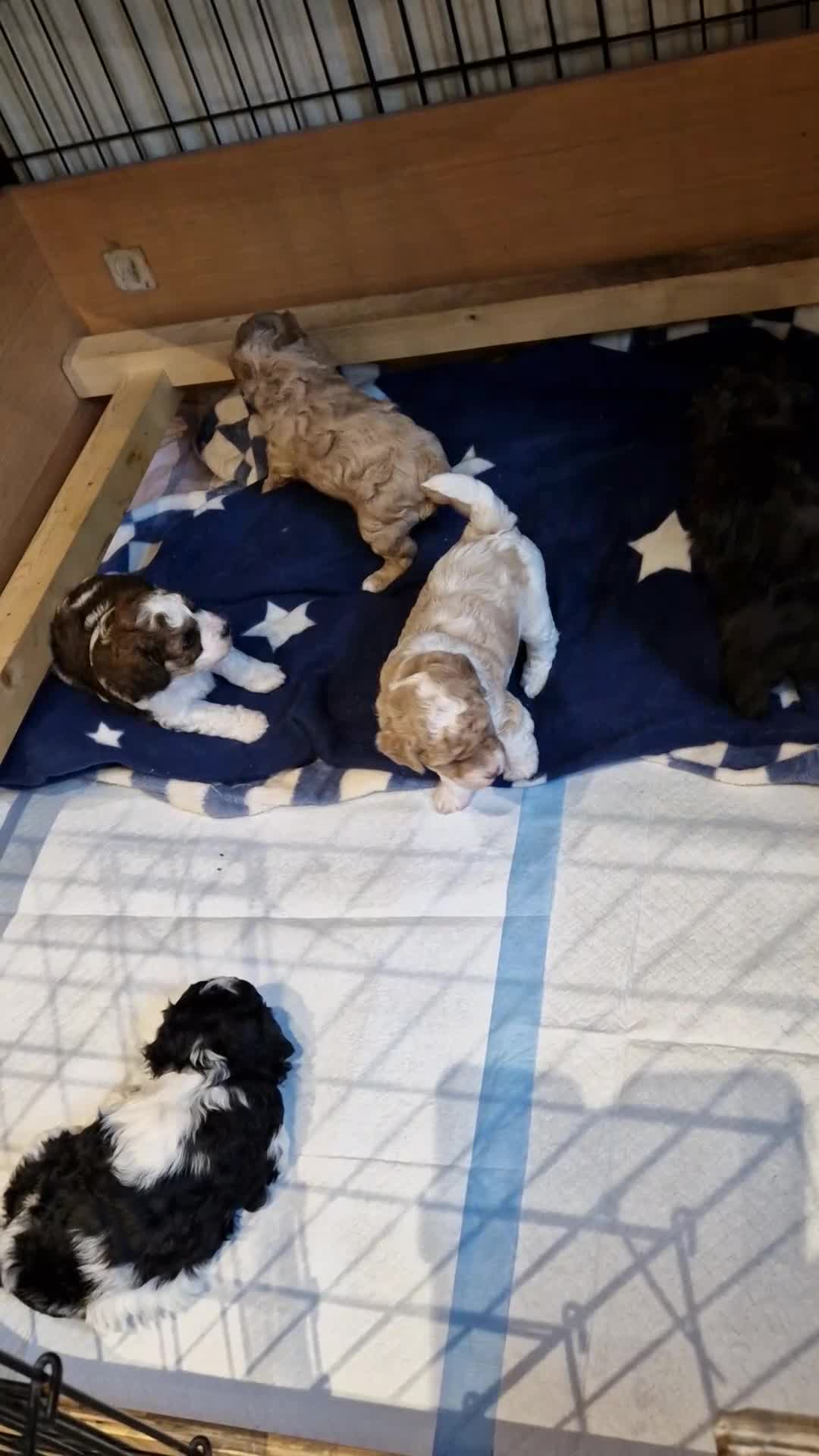 Cavapoo dogs for sale: Stunning Unique cavapoo litter  - Video 2