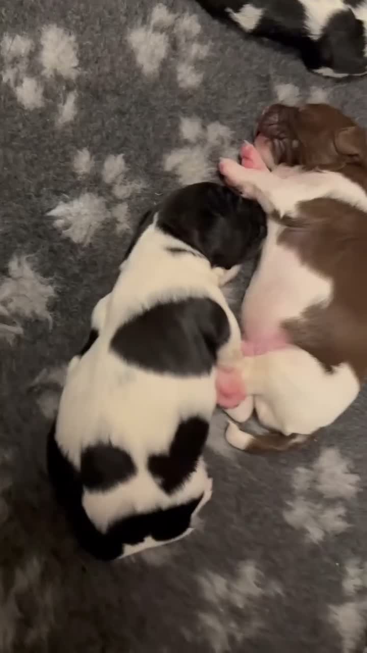 English Springer Spaniel dogs for sale: KC Registered Litter-Fully Health Tested Parents   - Video 3