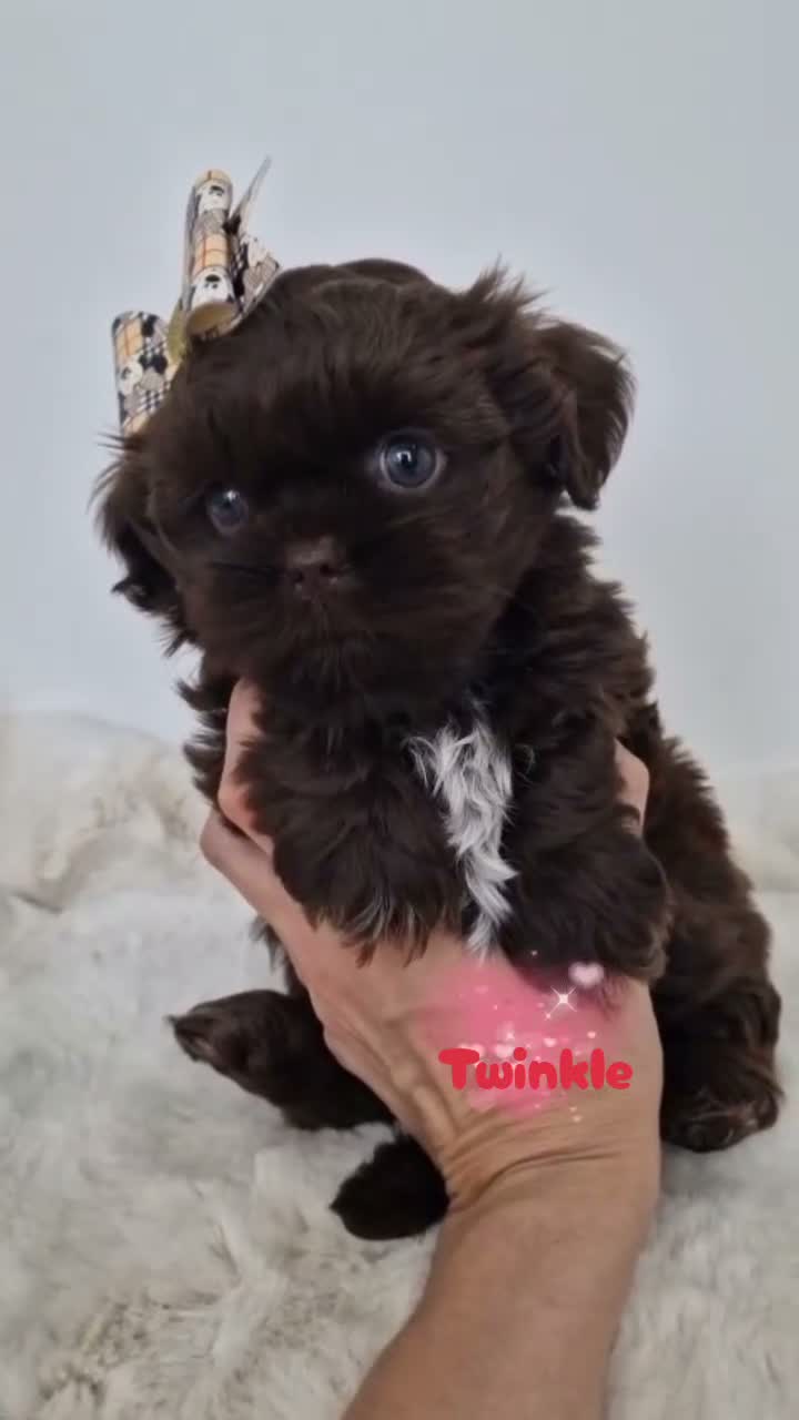 Shih Tzu dogs for sale: Chocolate Imperial Shih Tzu Grils  - Video 2