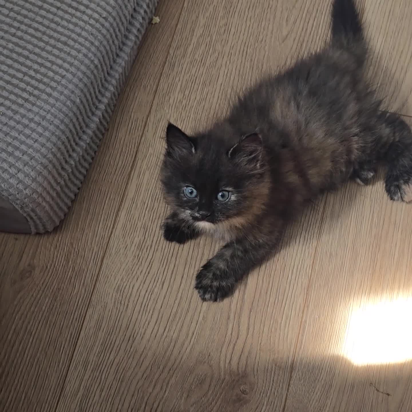 Mixed Breed cats for sale: A Fairytale Romance - Video 2