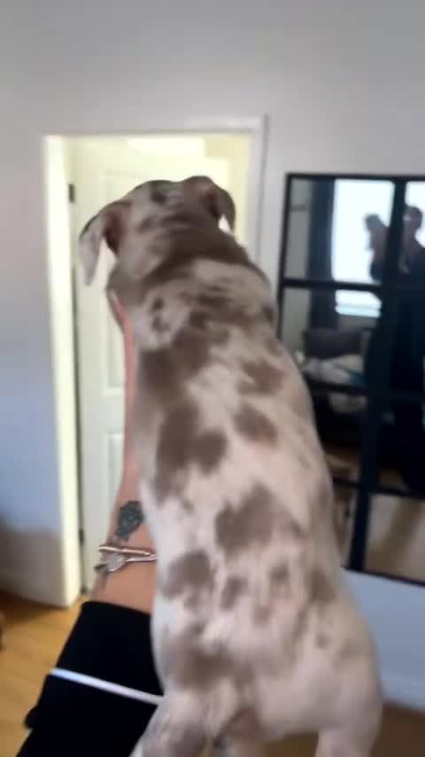 Mixed Breed dogs for sale: French wiener  - Video 3