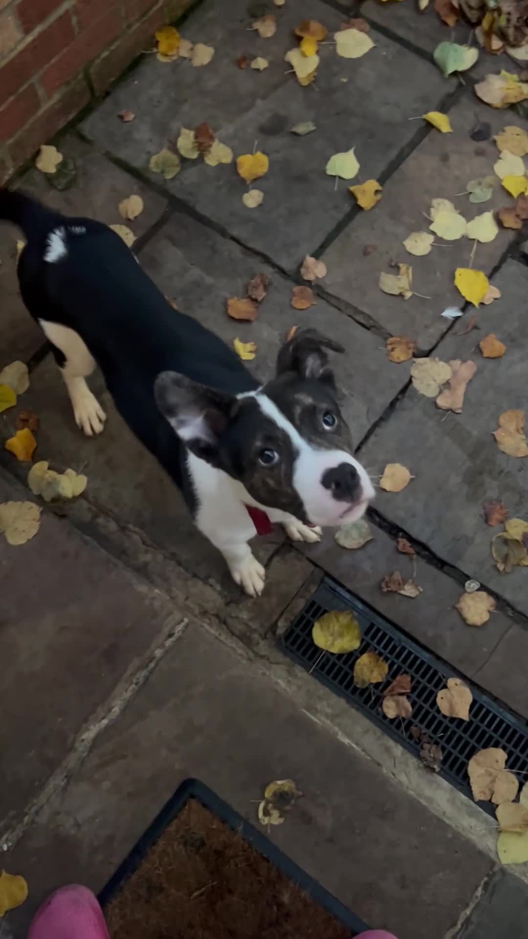 Mixed Breed dogs for sale: Mixed breed  - Video 1