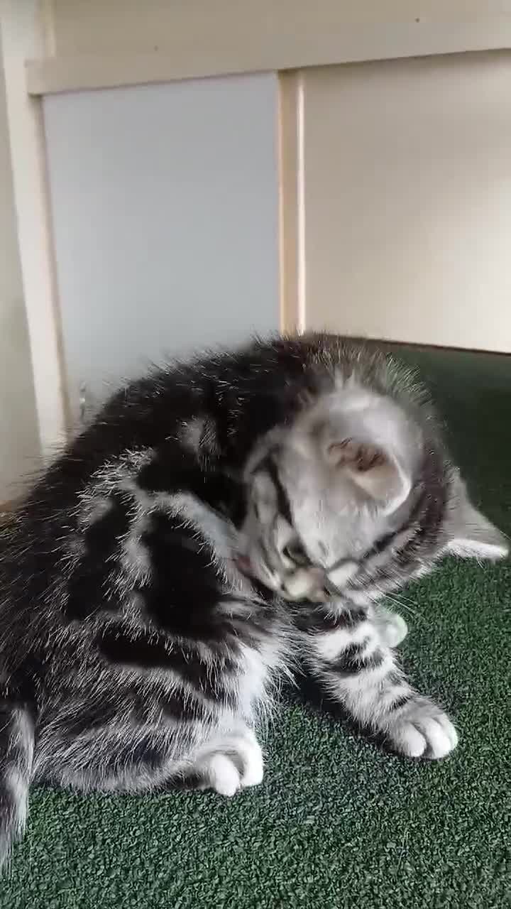 British Shorthair cats for sale: Bsh. Silver Classic Tabby . - Video 1