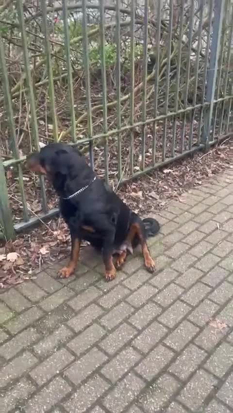 Rottweiler dogs for sale: Rottweiler puppies  - Video 1