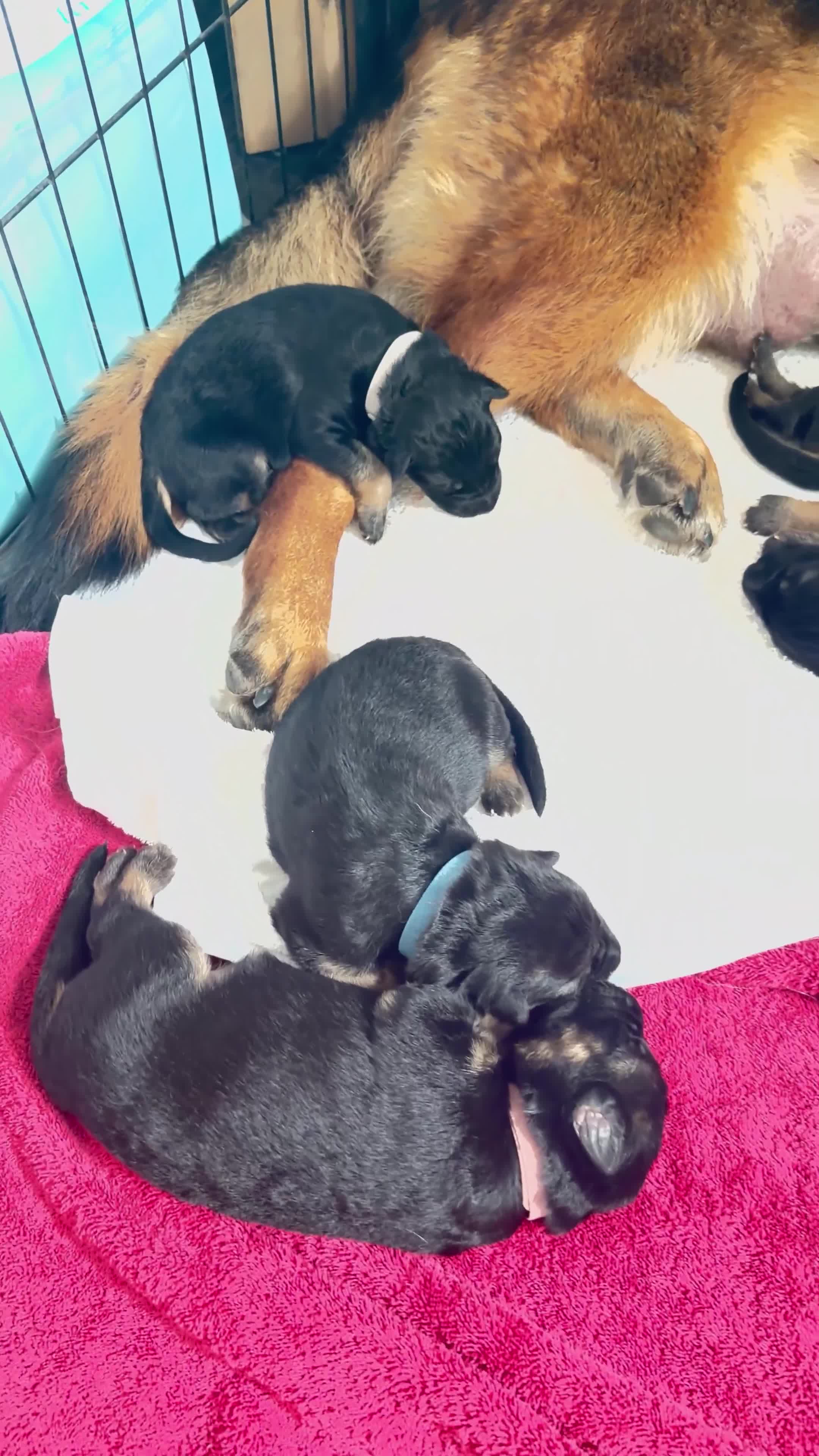 German Shepherd dogs for sale: Gorgeous German shepherd puppies  - Video 1