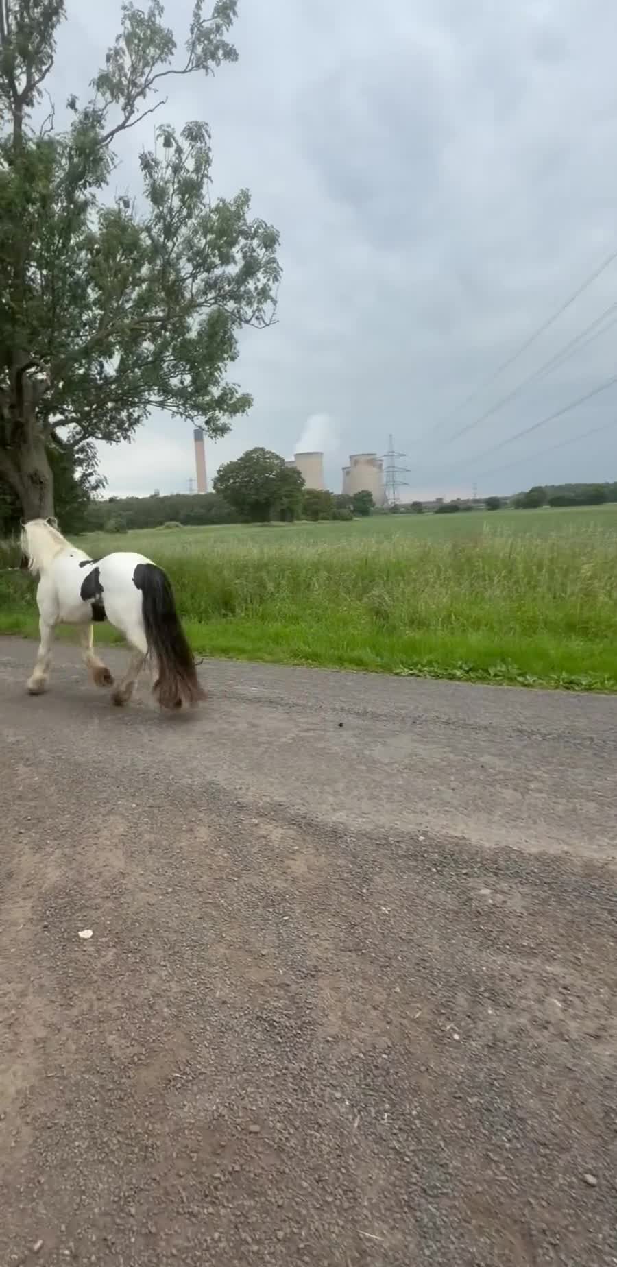 Irish Cob horses for sale: Tony the pony  - Video 2