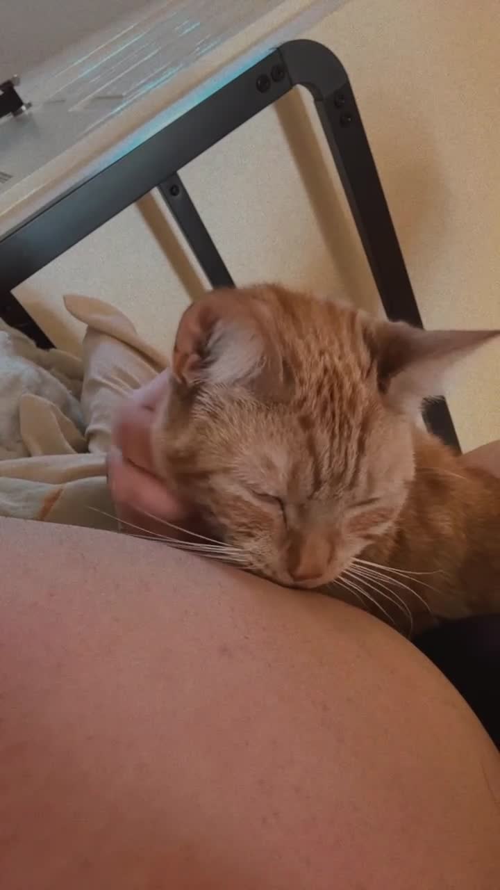 Mixed Breed cats for sale: Amazing trio  - Video 1