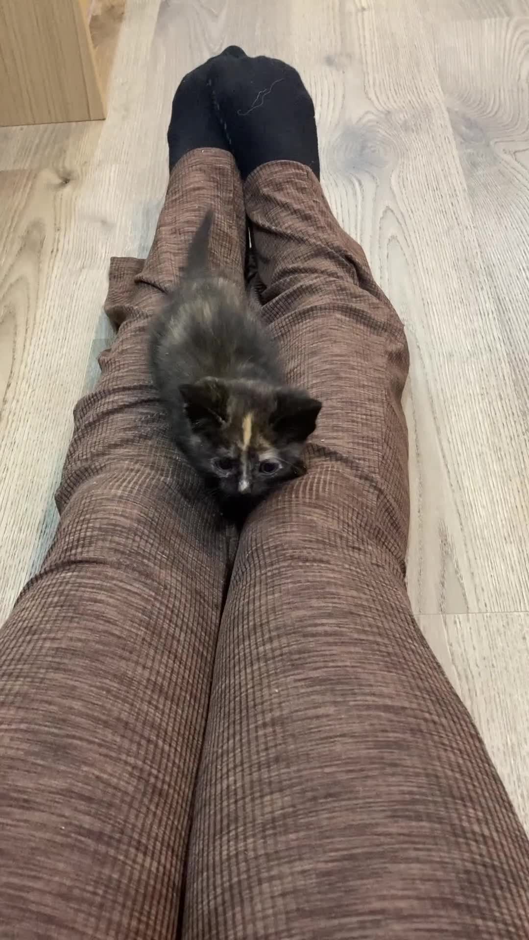 Mixed Breed cats for sale: Semi Longhaired Kittens - Video 1