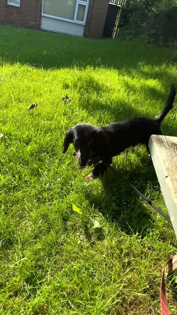 Mixed Breed dogs for sale: Lenny & Lulu - Video 1