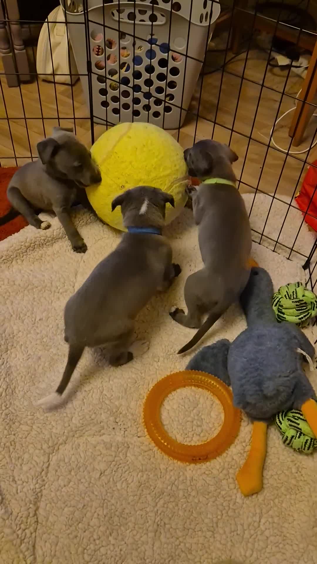 Mixed Breed dogs for sale: Kc reg whippet dad and whippet cross staff mum - Video 1