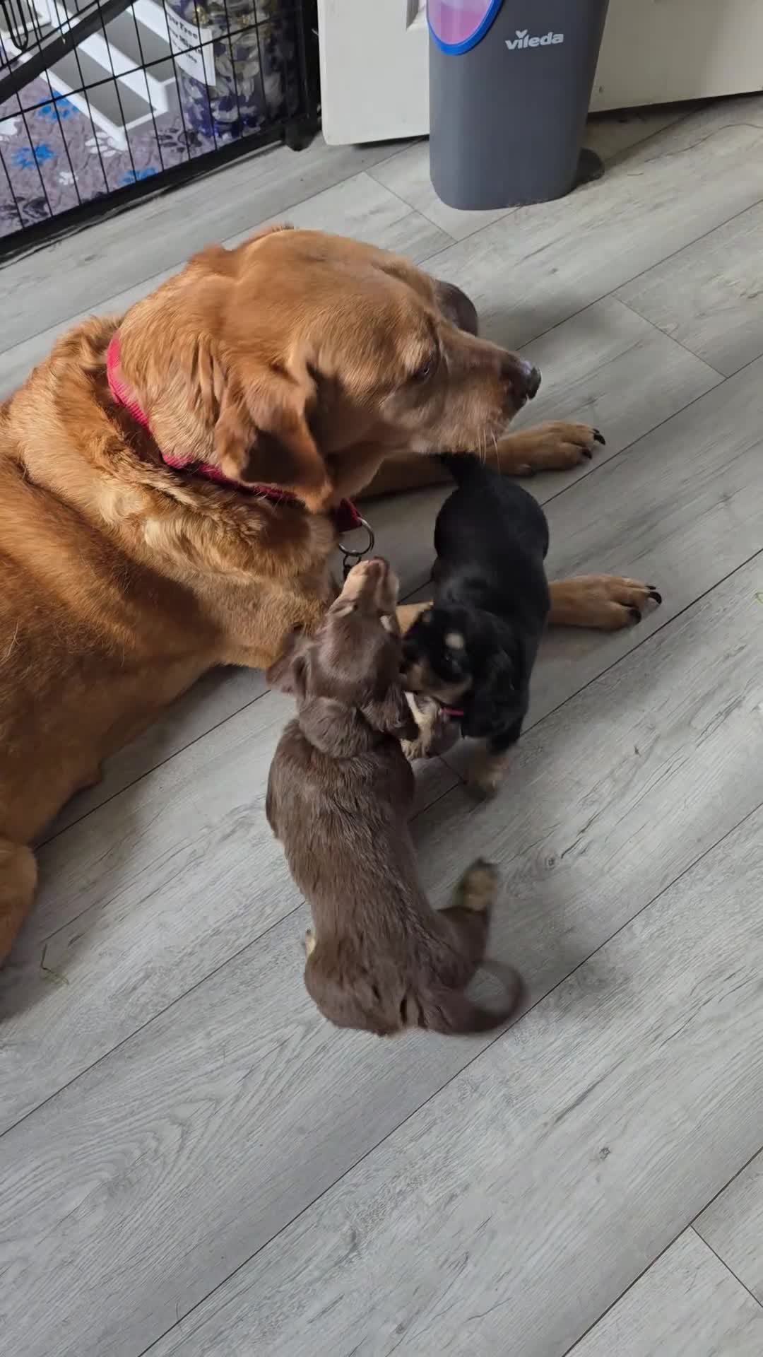 Miniature Dachshund dogs for sale: ✨️Last Girl Left✨️Longhaired Miniature Dachshunds  - Video 1