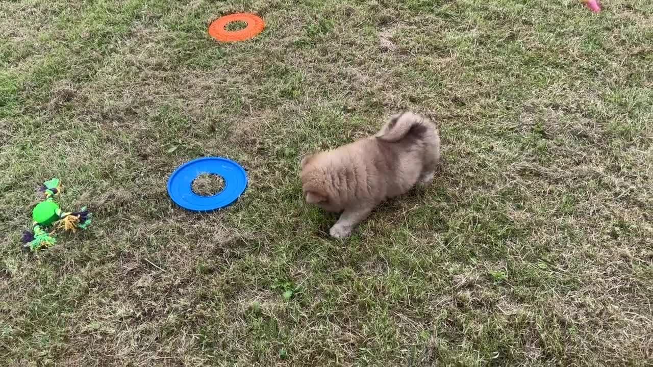 Chow Chow dogs for sale: Exotic colour chowsky puppies for sale  - Video 3