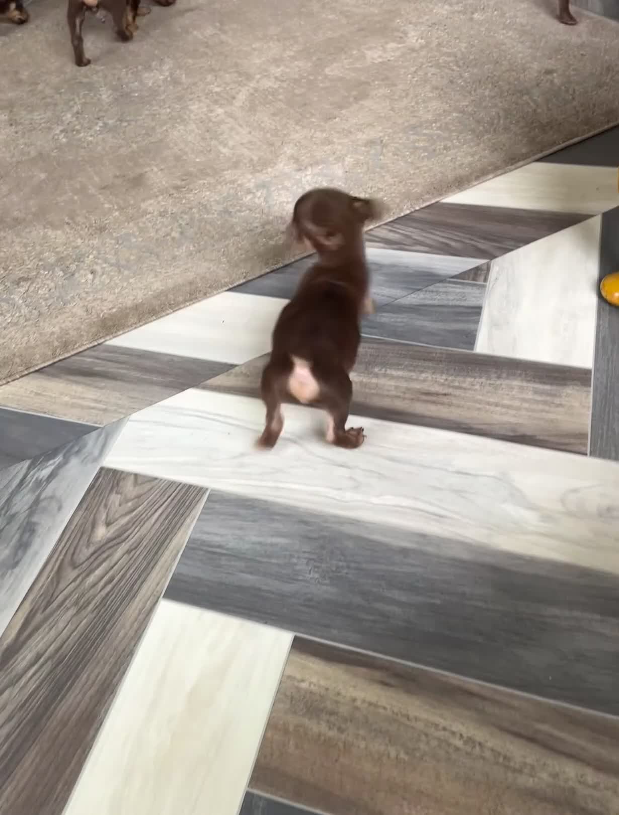 Mixed Breed dogs for sale: Adorable Dachshund x Pomchi Puppies - Video 1