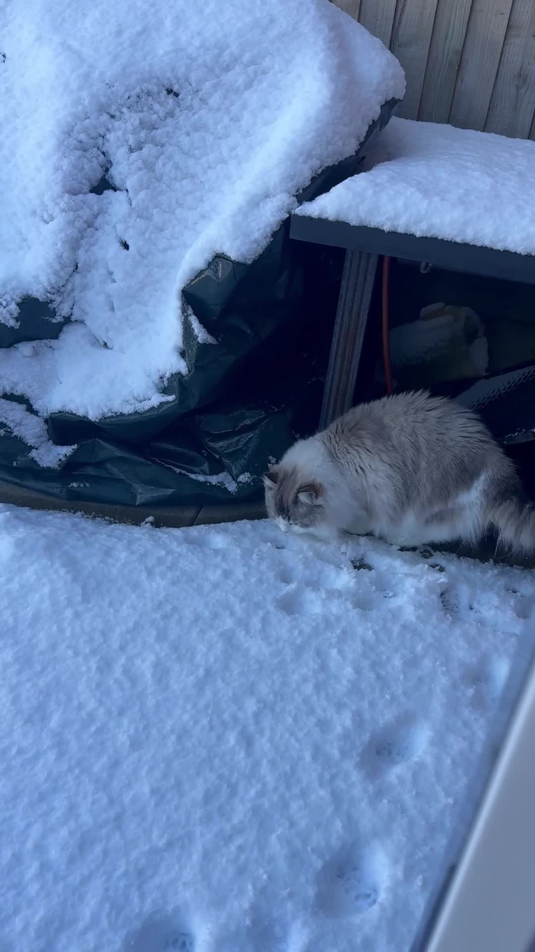 Mixed Breed cats for sale: 2 Loving Cats Looking for a Safe Forever Home 🐾🤍 - Video 1