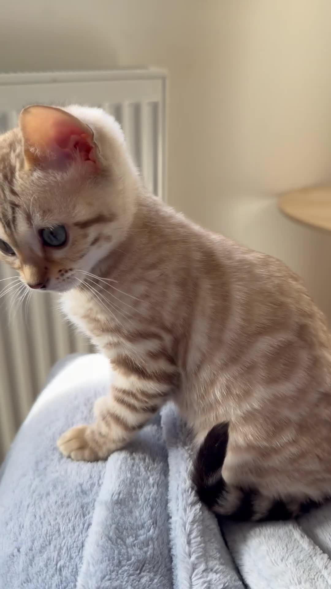 Bengal cats for sale: Albino & Snow Lynx Bengal Kittens, TICA Regs - Video 2