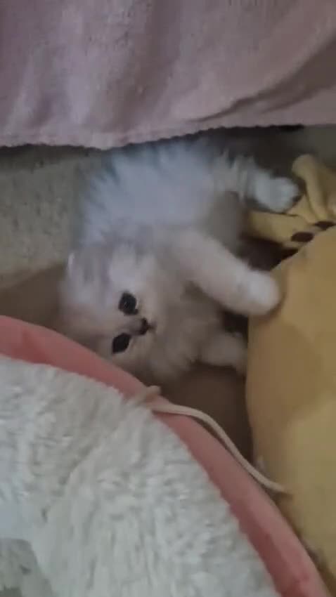 Persian cats for sale: Persian Chinchilla Kittens Available  - Video 1