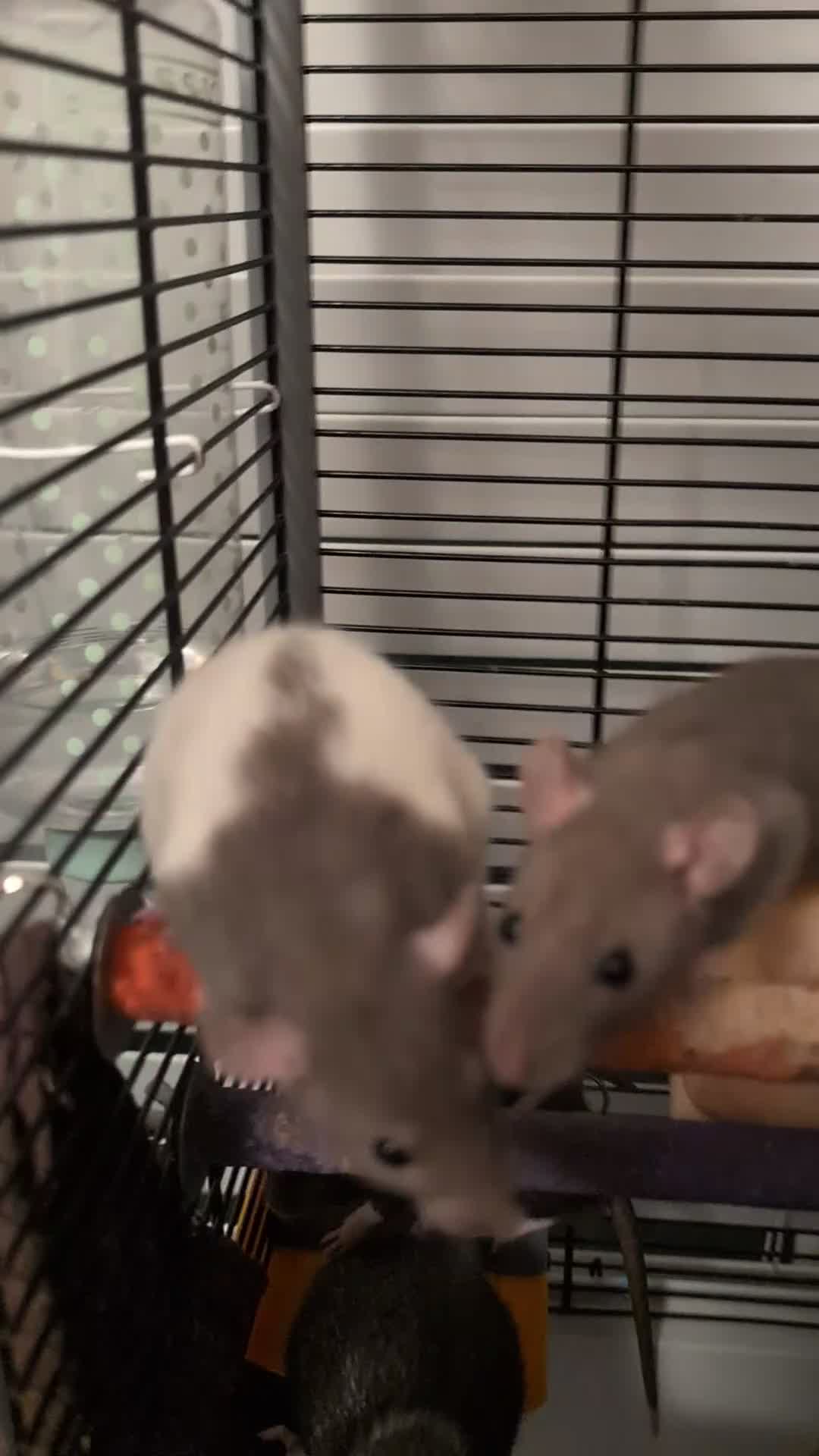 Rat rodents for sale: Rex Dumbo and top eared baby Rats,  - Video 2
