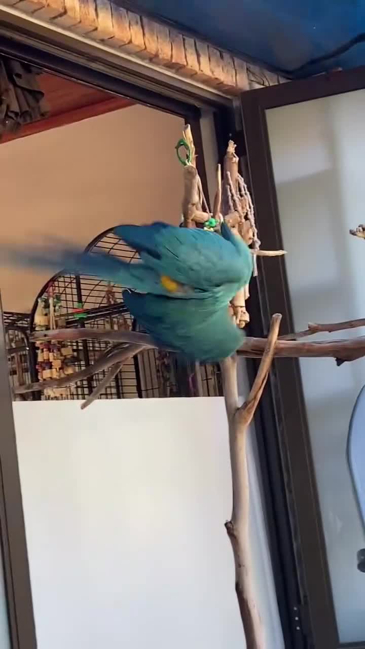 Macaws birds for sale: Exotic, Playful, Talking blue and gold macaw in London - Video 1