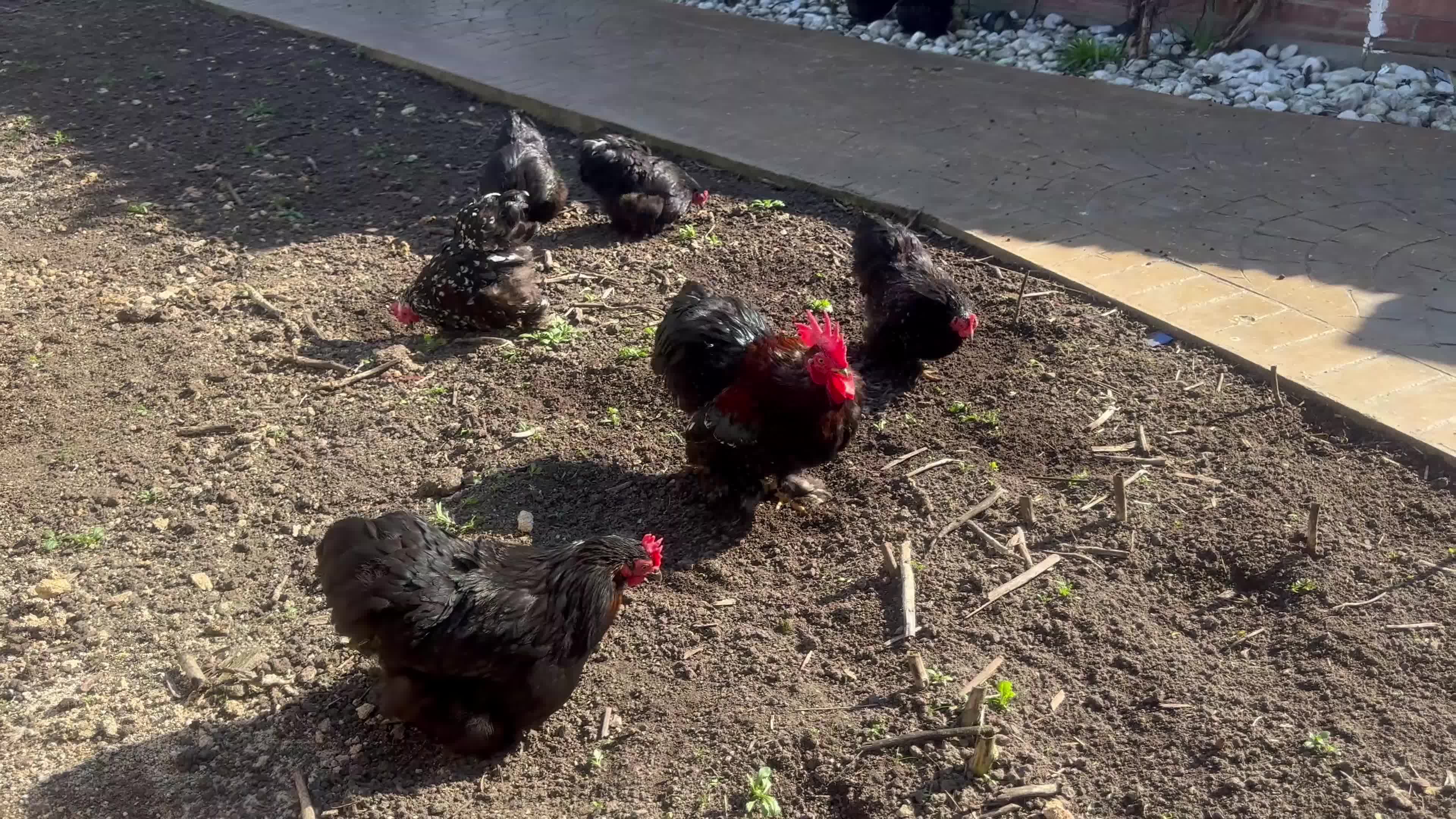 Chickens poultry for sale: Healthy Chickens for Sale – Great Egg Layers 🐔🥚 in Romford - Video 1