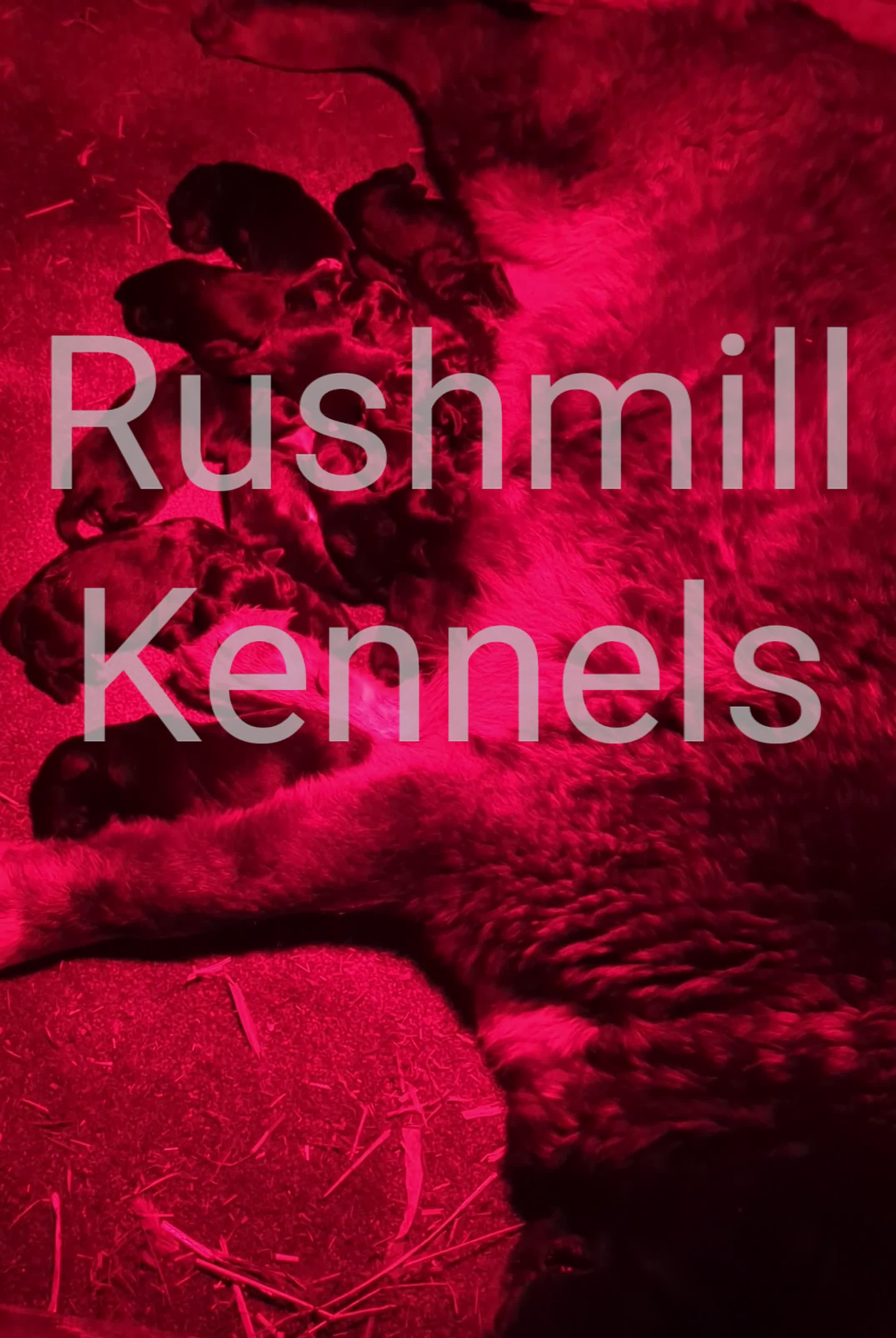 Caucasian Shepherd Dog dogs for sale: Caucasian Shepherd Pups - Video 1