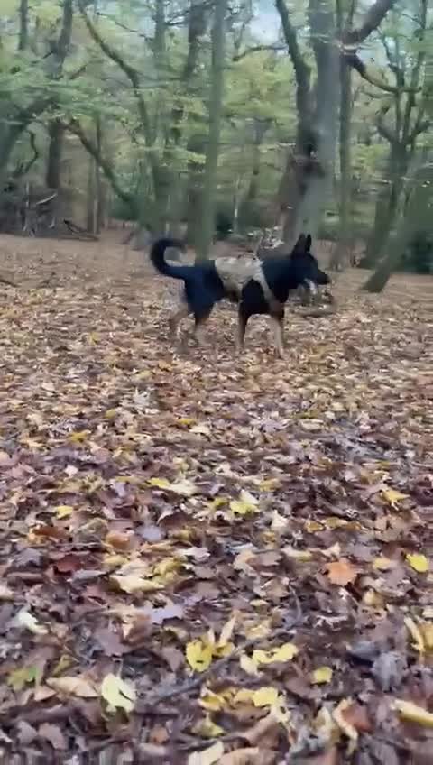 German Shepherd dogs for sale: Rocco is looking for a new home  - Video 1