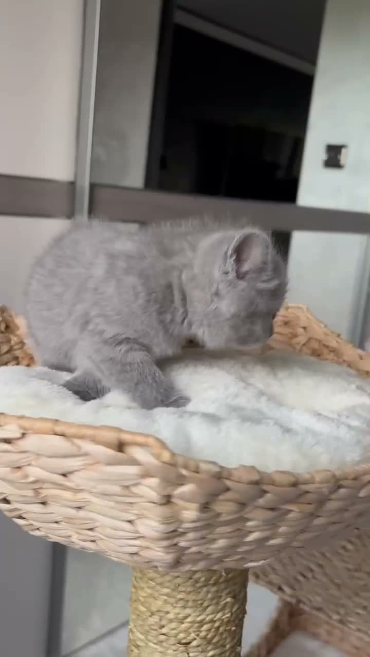 Scottish Fold cats for sale: 7 Beautifully Scottish Fold/Straight kittens - Video 2