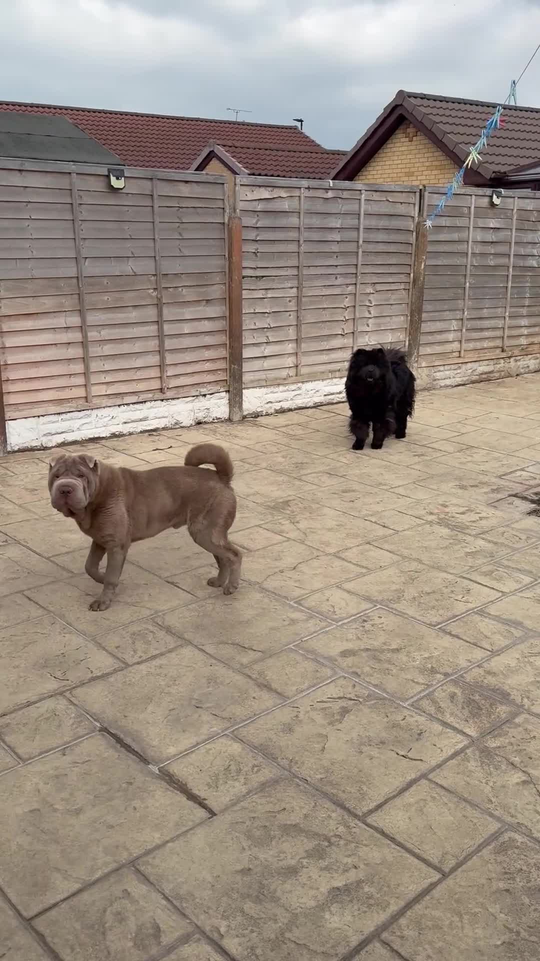 Shar Pei dogs for sale: Adult male Lilac Shar pei (intact) in Doncaster - Video 1