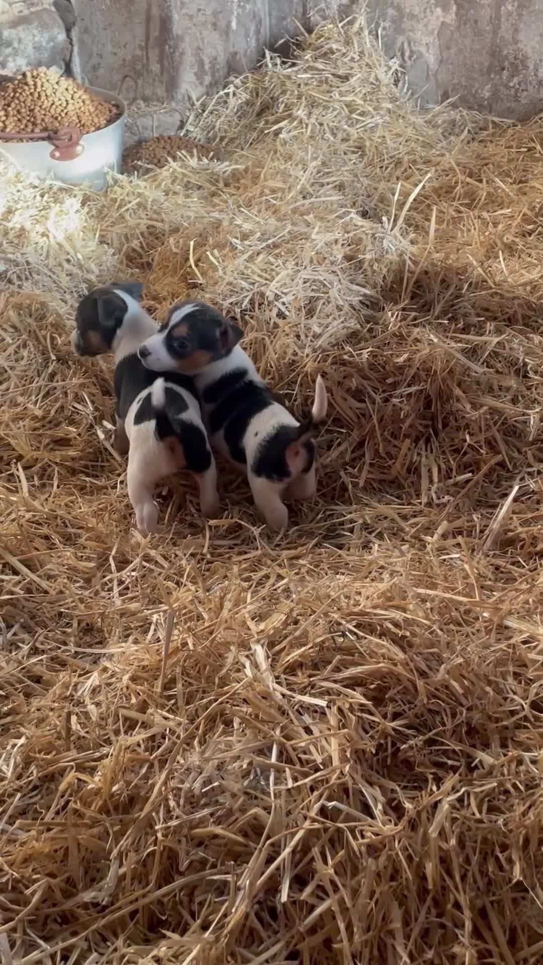 Jack Russell dogs for sale: Gorgeous Jack Russel Terriers! Smooth Coated!! - Video 3