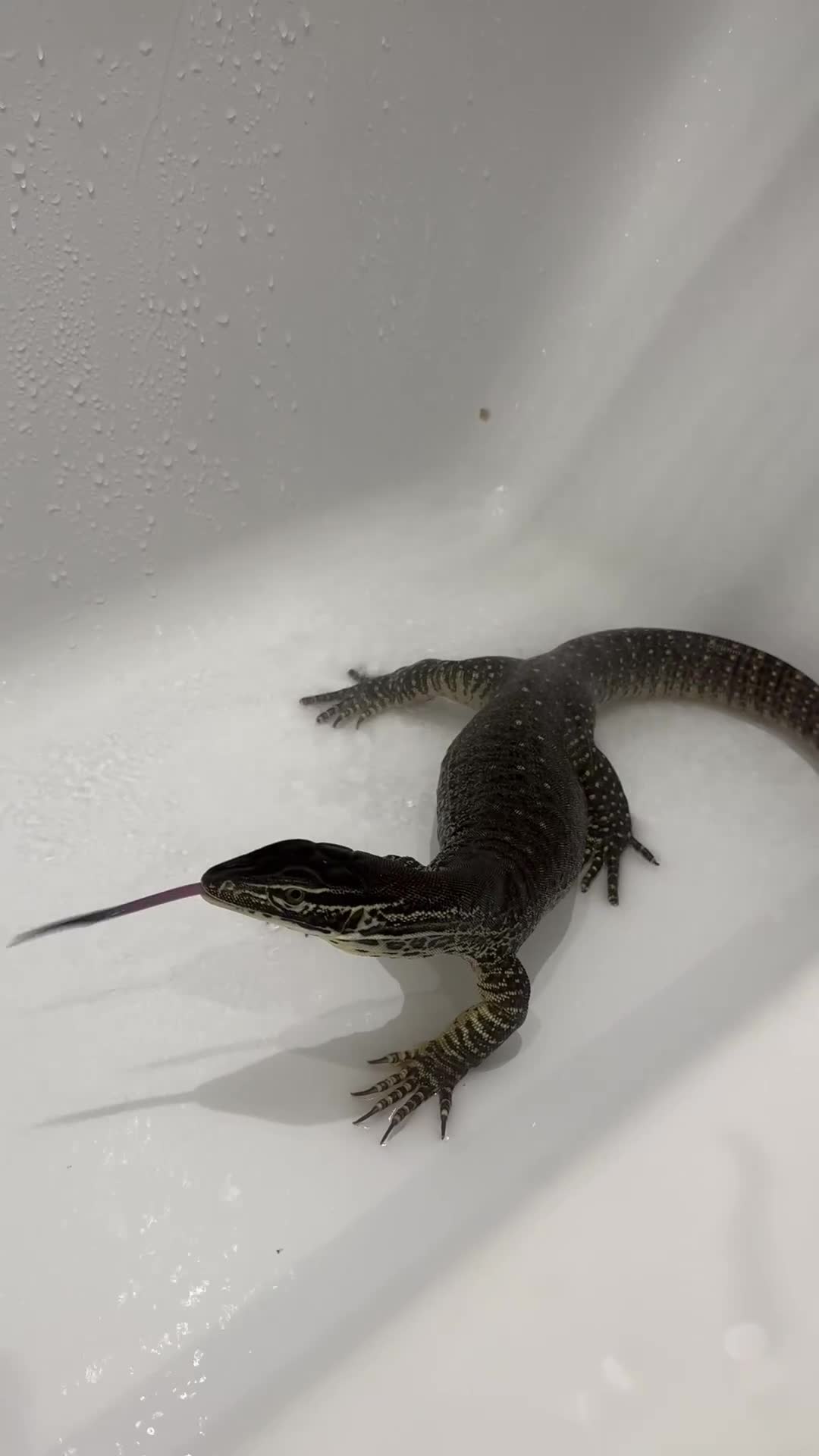 Monitor reptiles for sale: Male Argus Monitor For Sale - Video 2