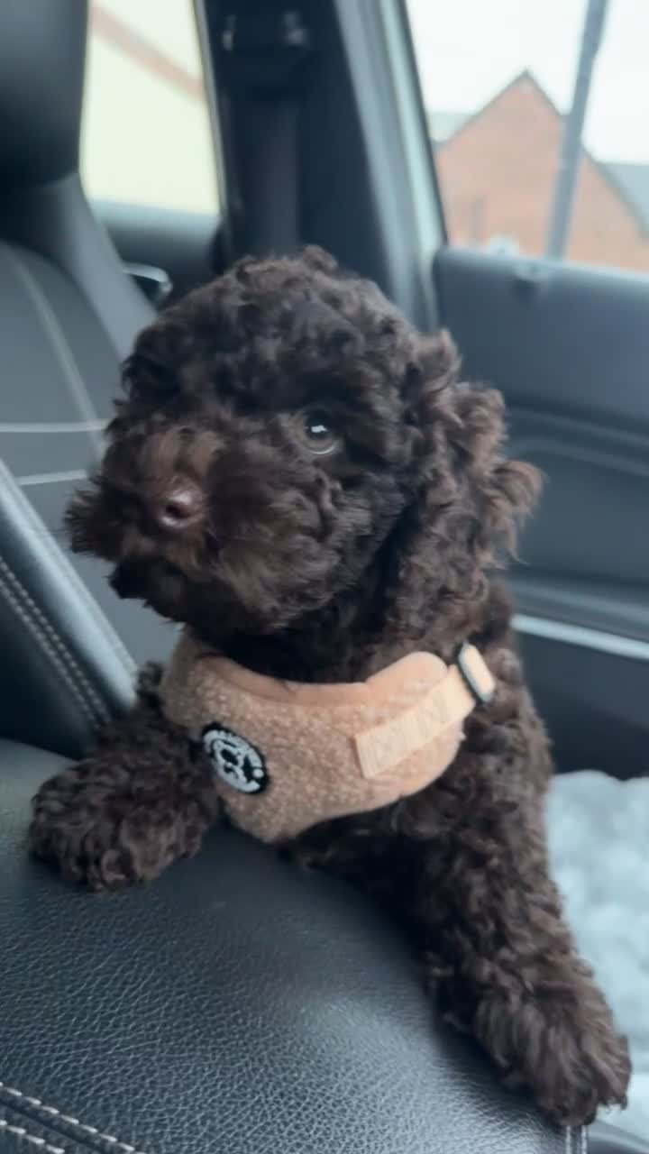 Toy Poodle dogs for sale: Chocolate Toy poodle - Video 1