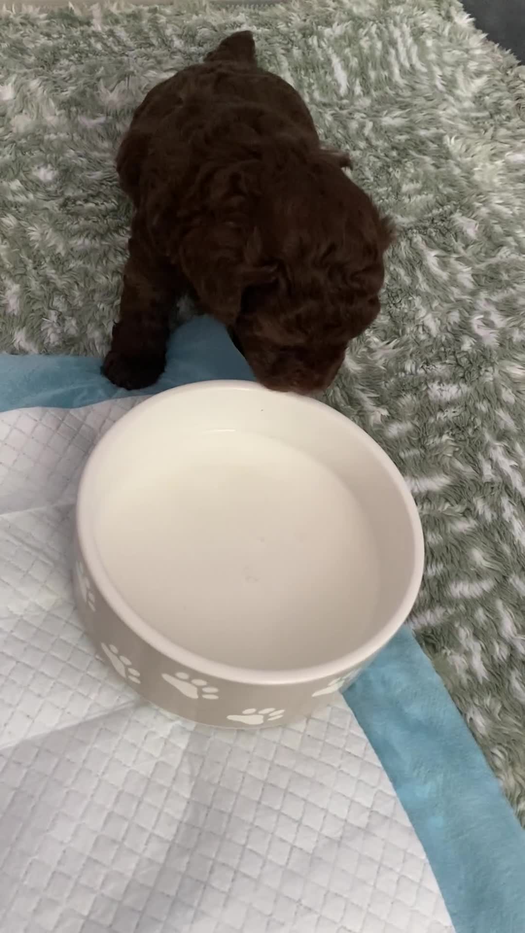 Cavapoo dogs for sale: Beautiful F1b Cavapoo girl  - Video 3
