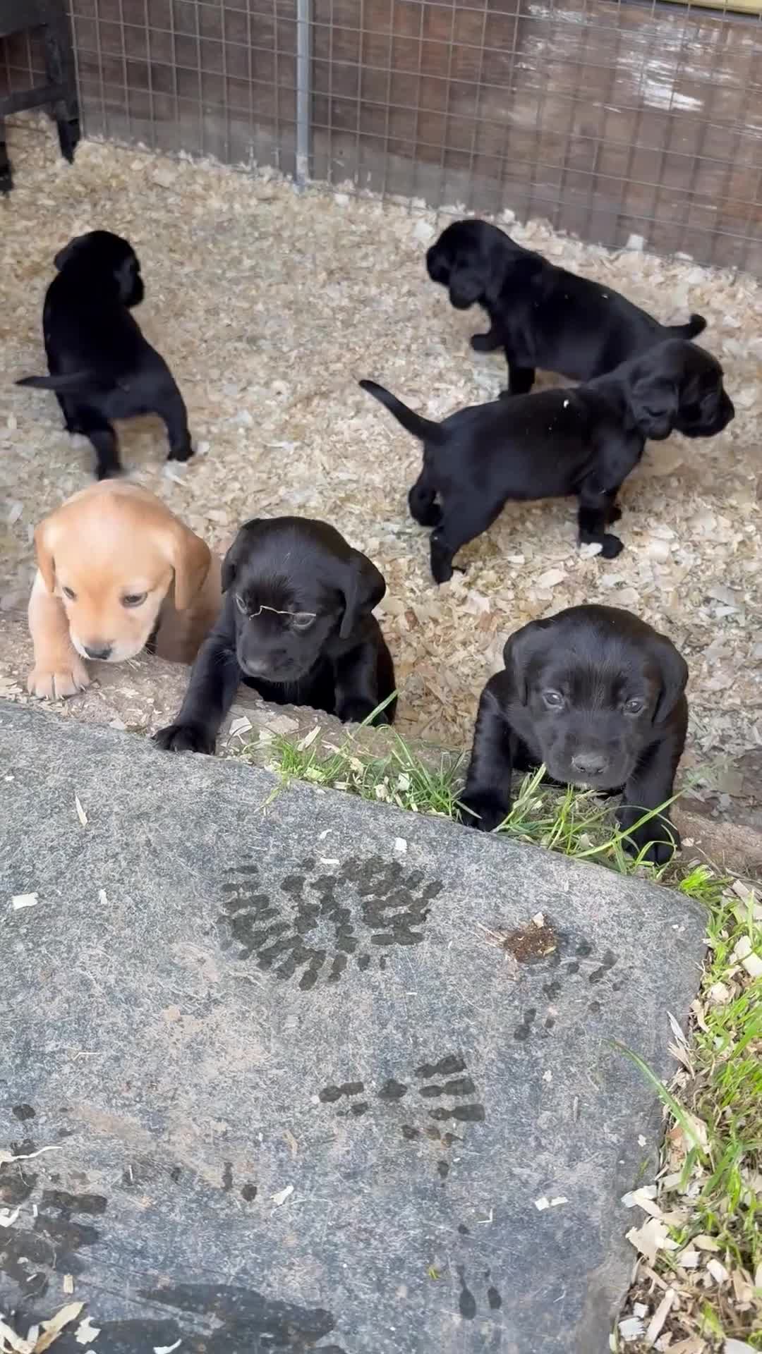 Springador dogs for sale: Spaniel x Labrador puppies  - Video 1