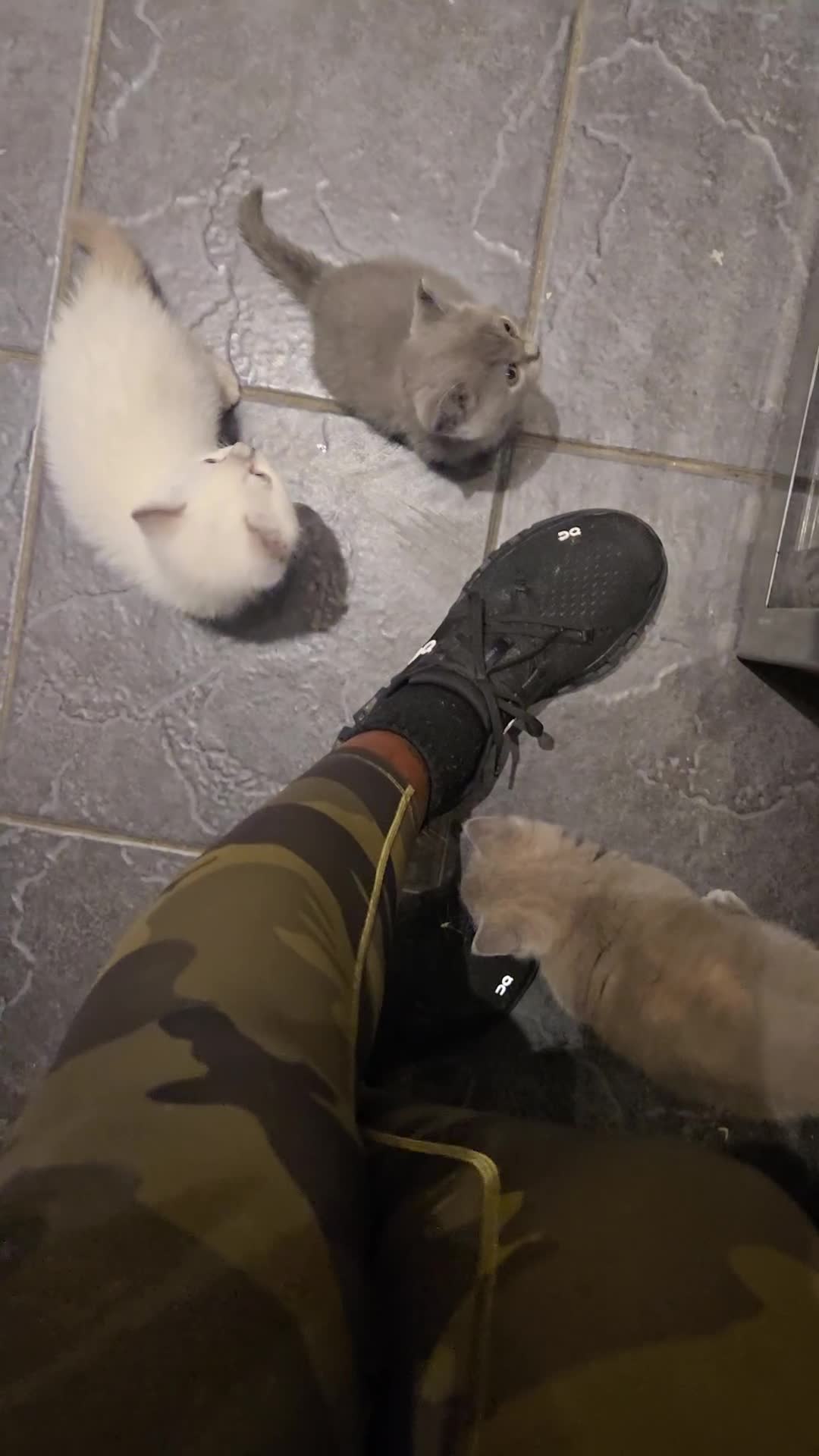British Shorthair cats for sale: THREE MALE BRITISH SHORTHAIR KITTENS FOR SALE - Video 2