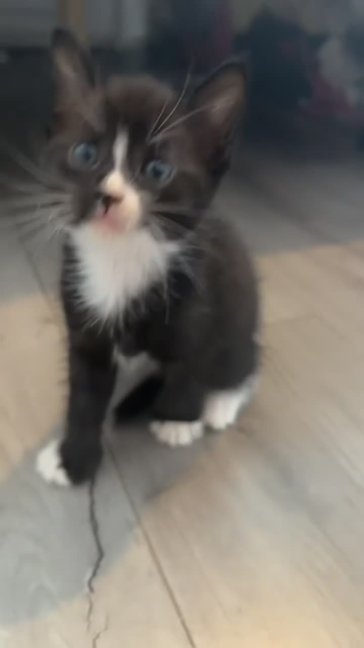 Mixed Breed cats for sale: 4 kittens for sale  - Video 1