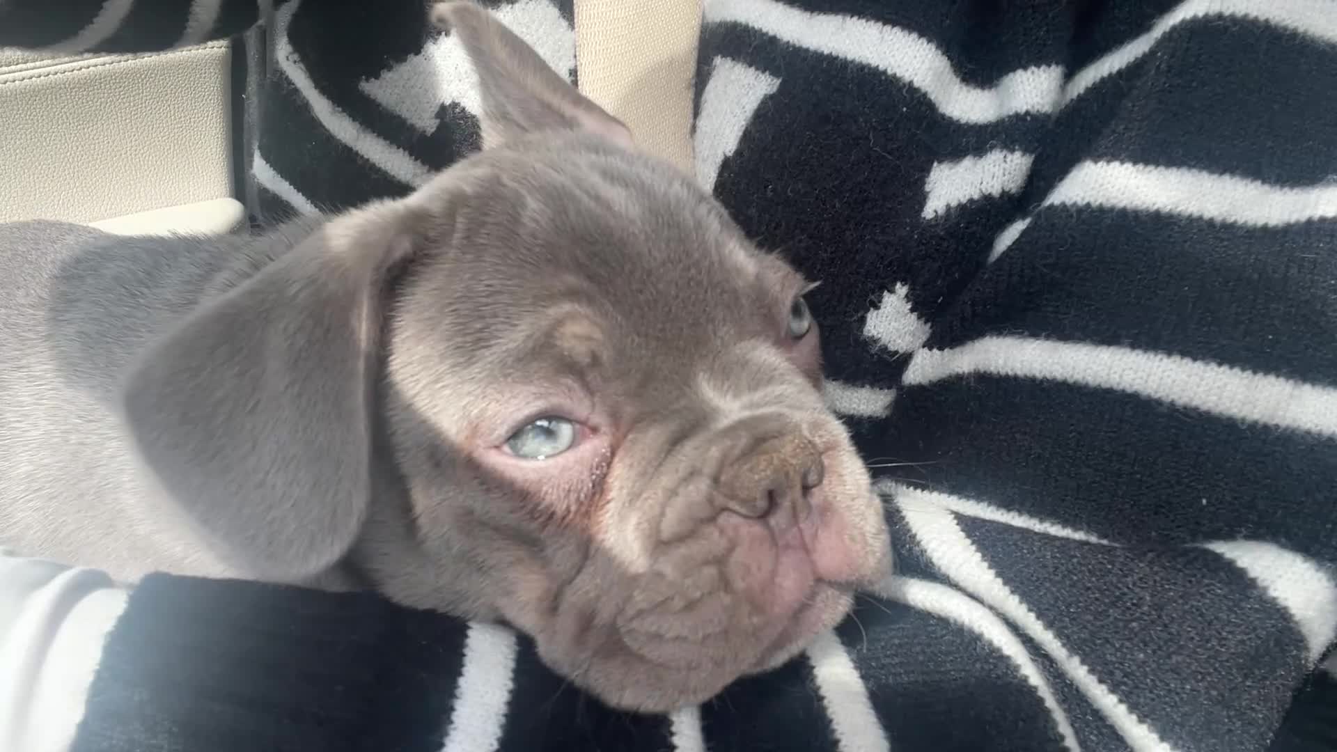 French Bulldog dogs for sale: £650 French bull dog  - Video 2