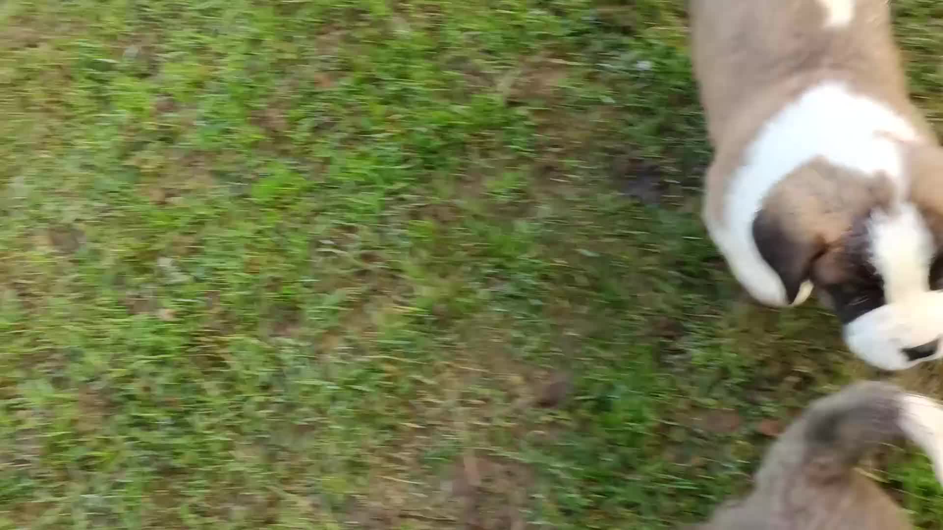 Saint Bernard dogs for sale: Exceptional litter of fabulous quality Saints  - Video 2