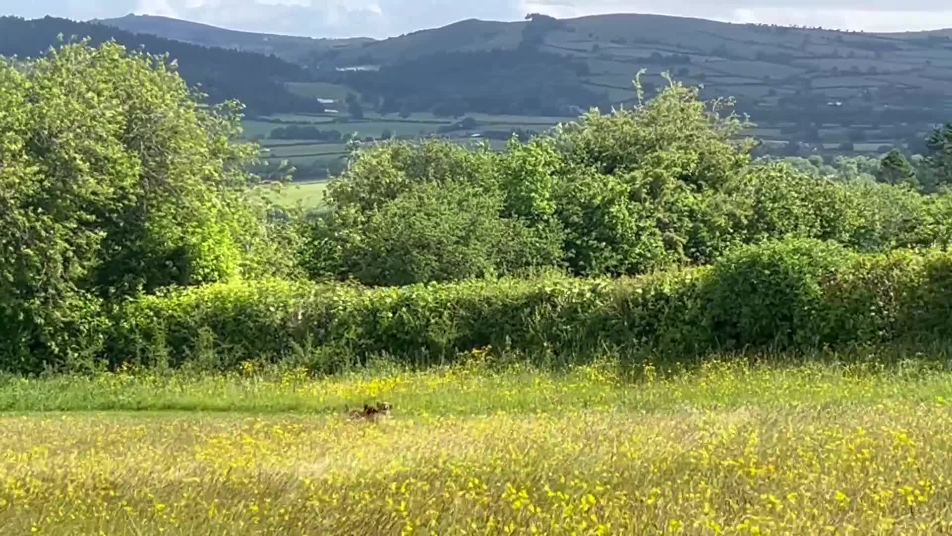 Toy Poodle dogs for stud: William of Worcestershire Small miniature Poodle in Evesham - Video 1