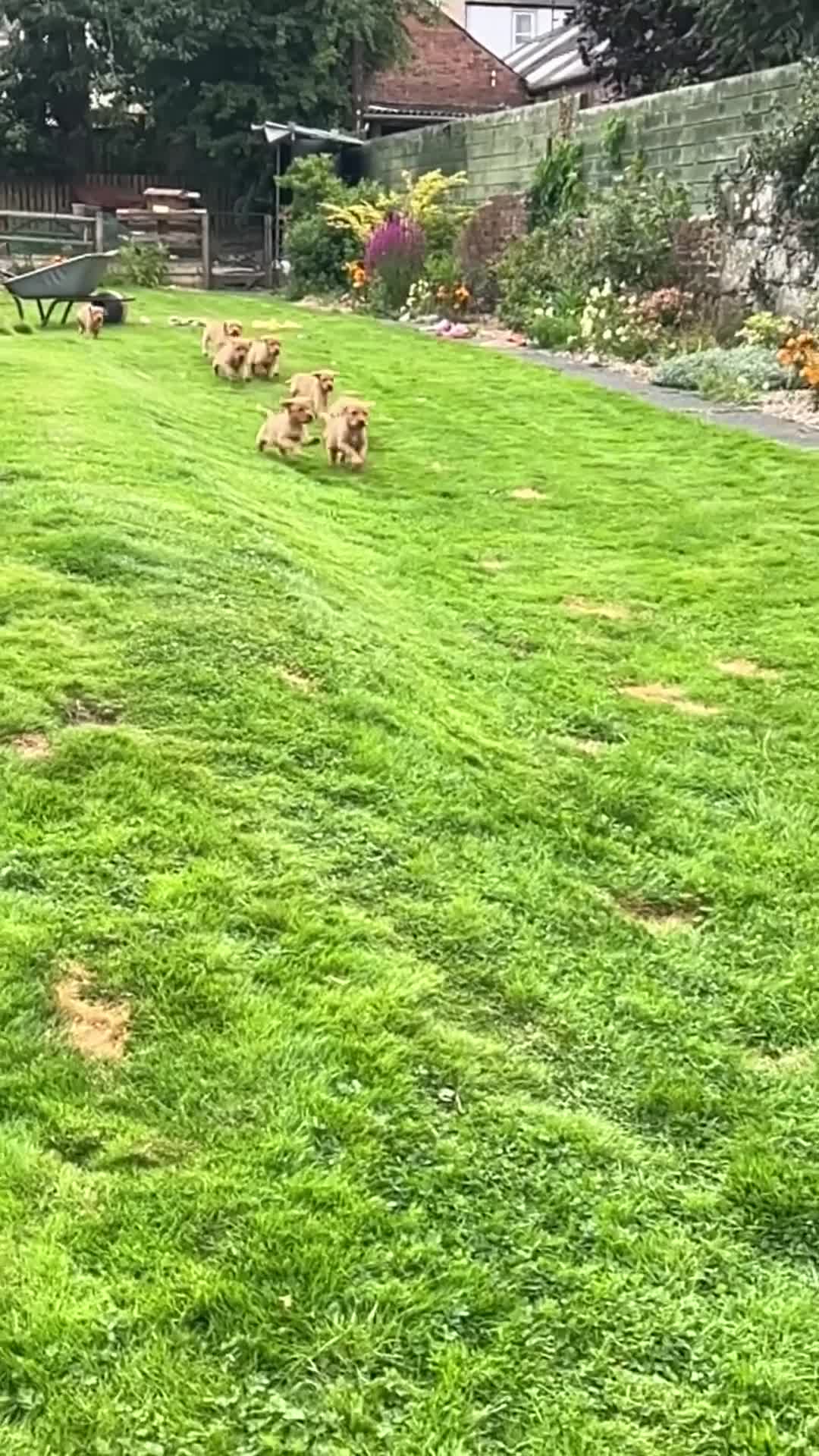 Labrador Retriever dogs for sale: KC REG FOX RED LABRADOR PUPPIES - Video 3