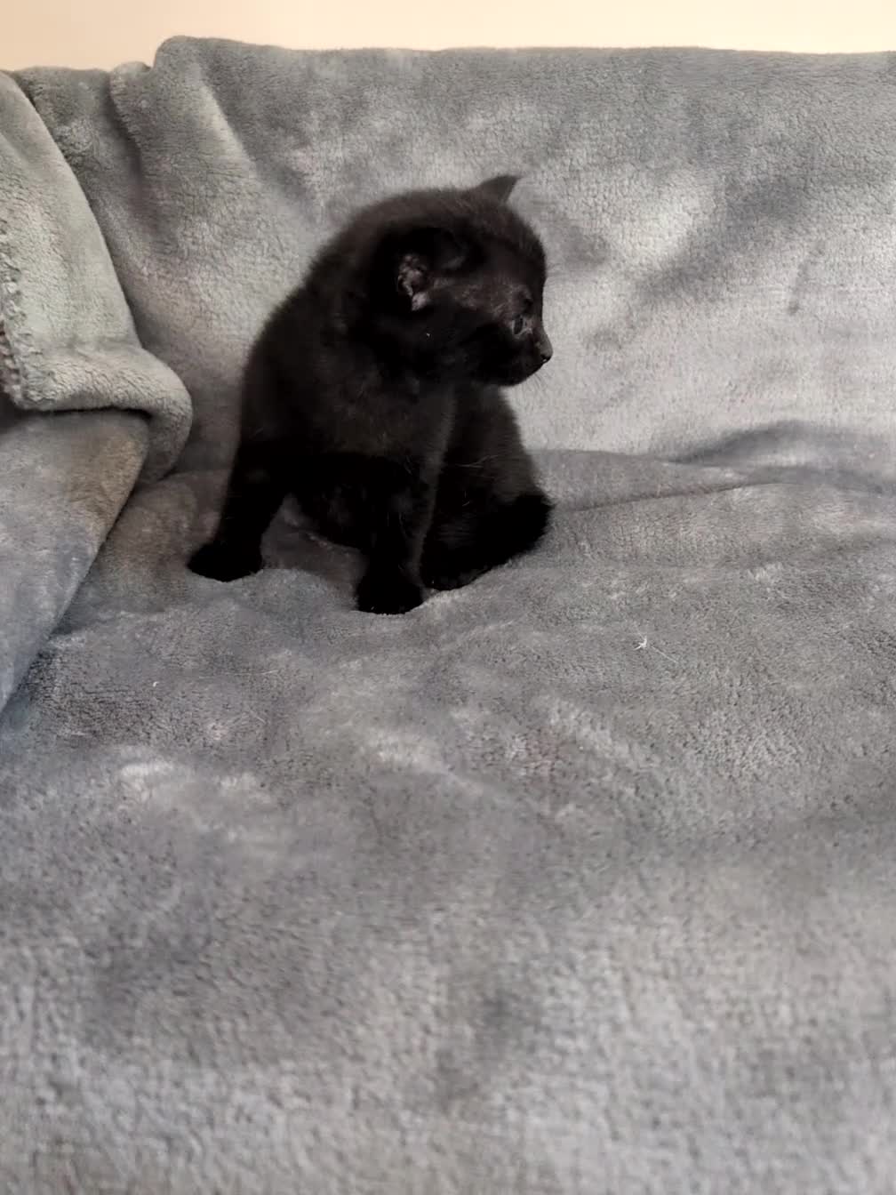 Mixed Breed cats for sale: Beautiful little kitten needing loving home  in Woodbridge - Video 1