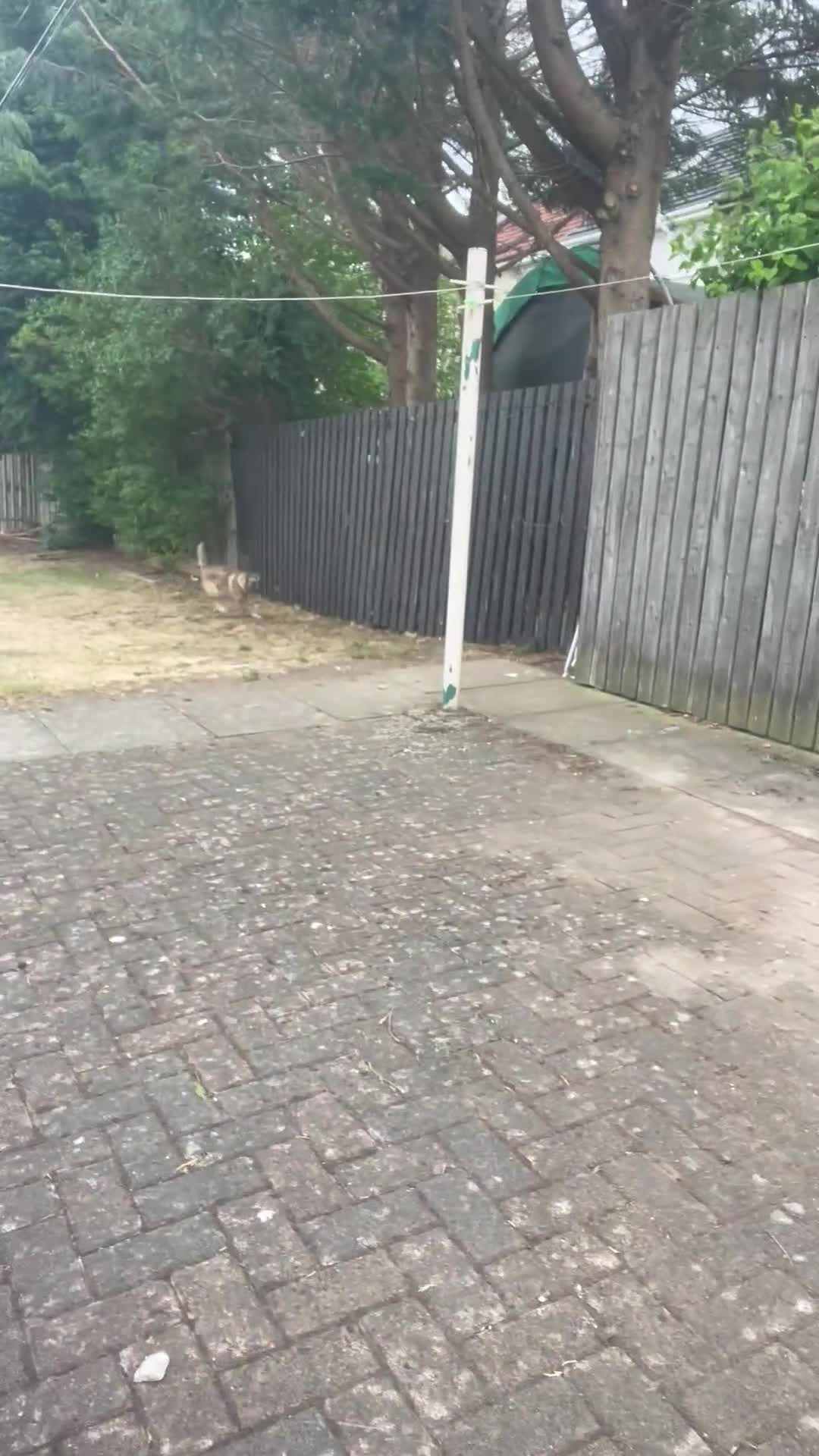 Belgian Shepherd Dog dogs for sale: Kyro 1.5yrs old male in Coatbridge - Video 1