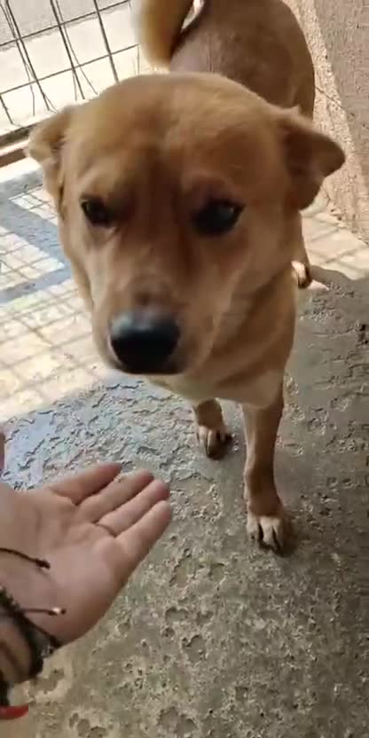Mixed Breed dogs for adoption: 🐾💖 Tina, a Golden Girl with a Heart of Gold 💖🐾 - Video 1