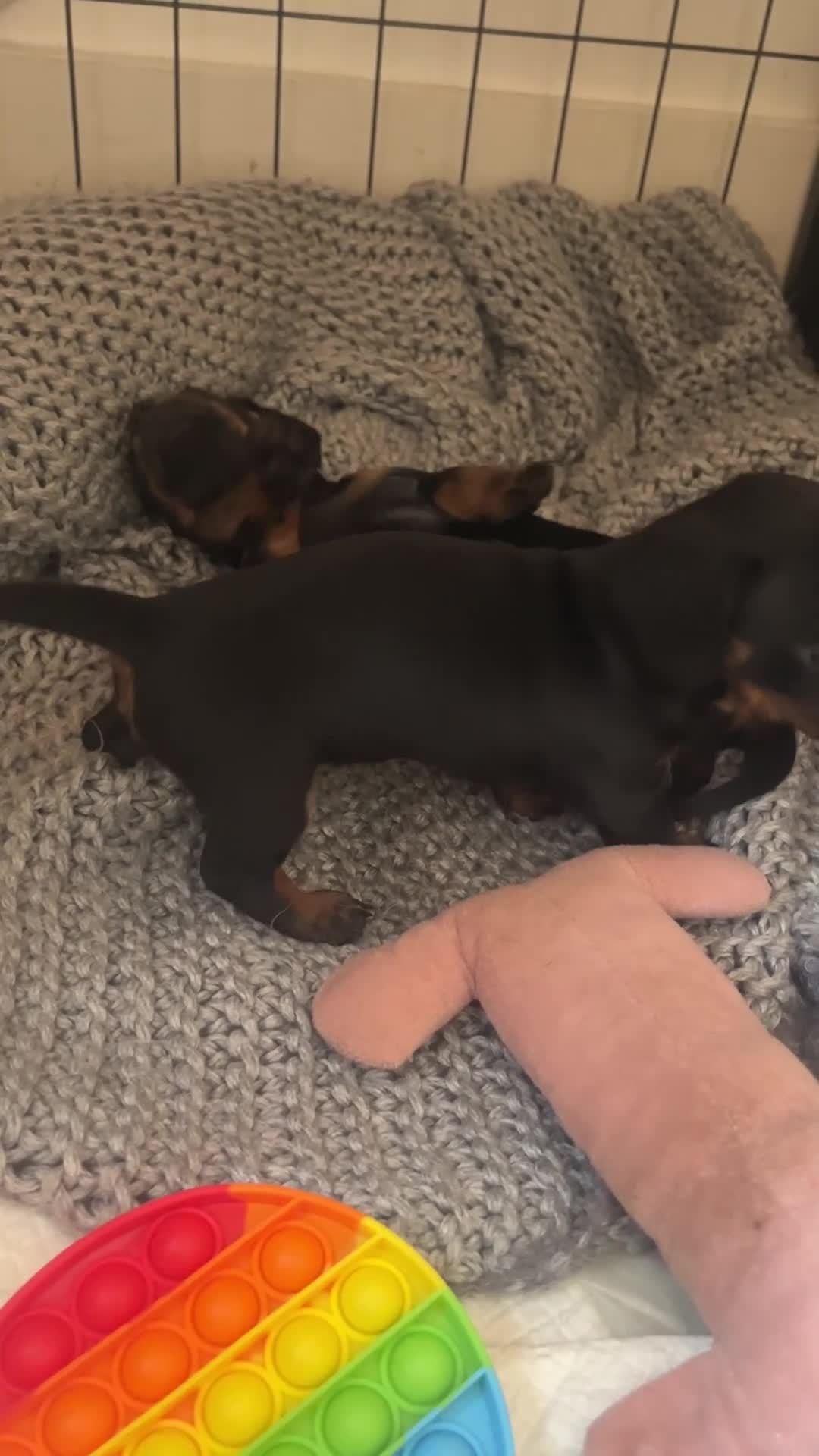 Dachshund dogs for sale: Beautiful Female Dachshund Puppies - Video 1