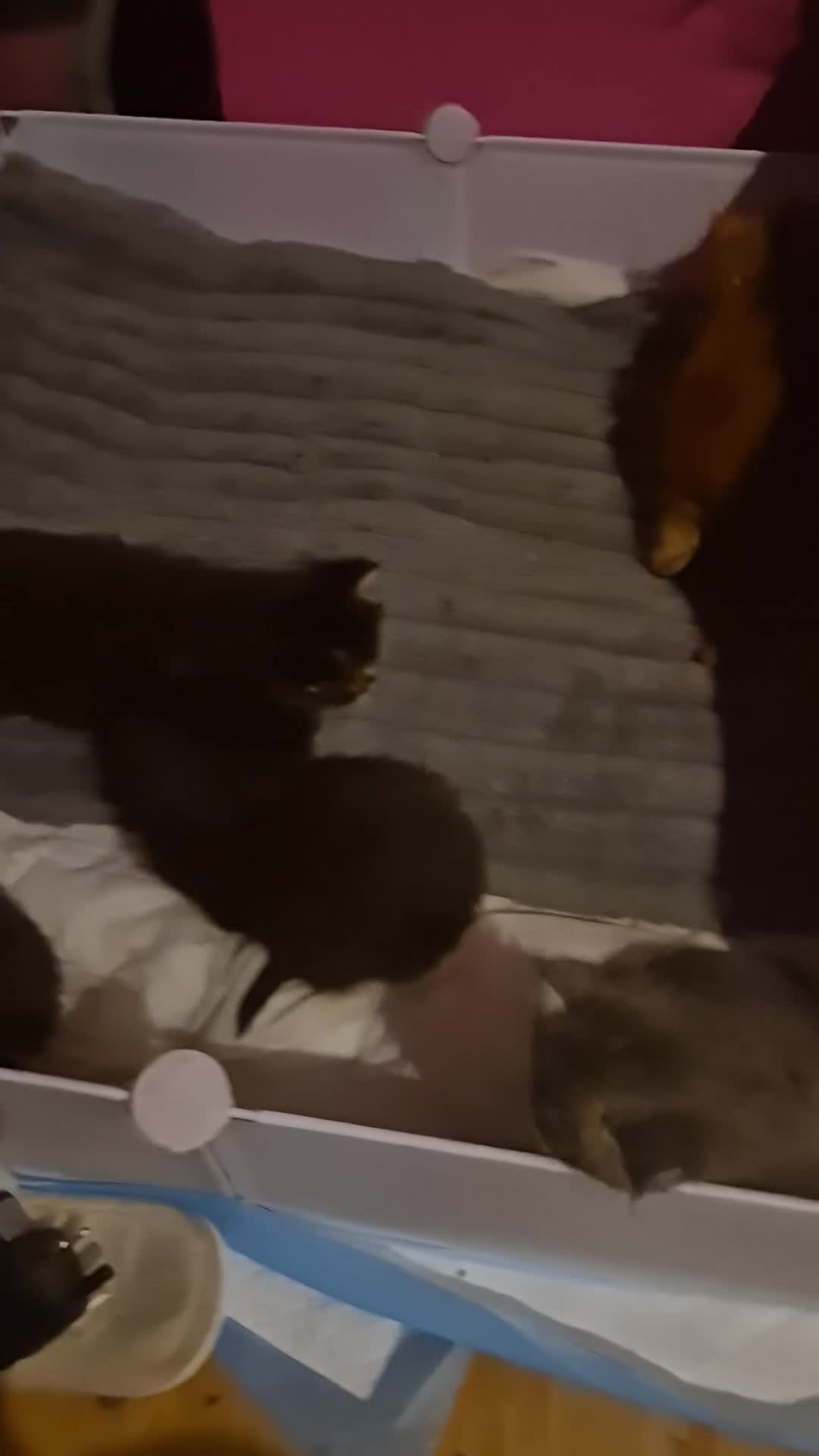 Maine Coon cats for sale: Russian /xxl maine coon - Video 3