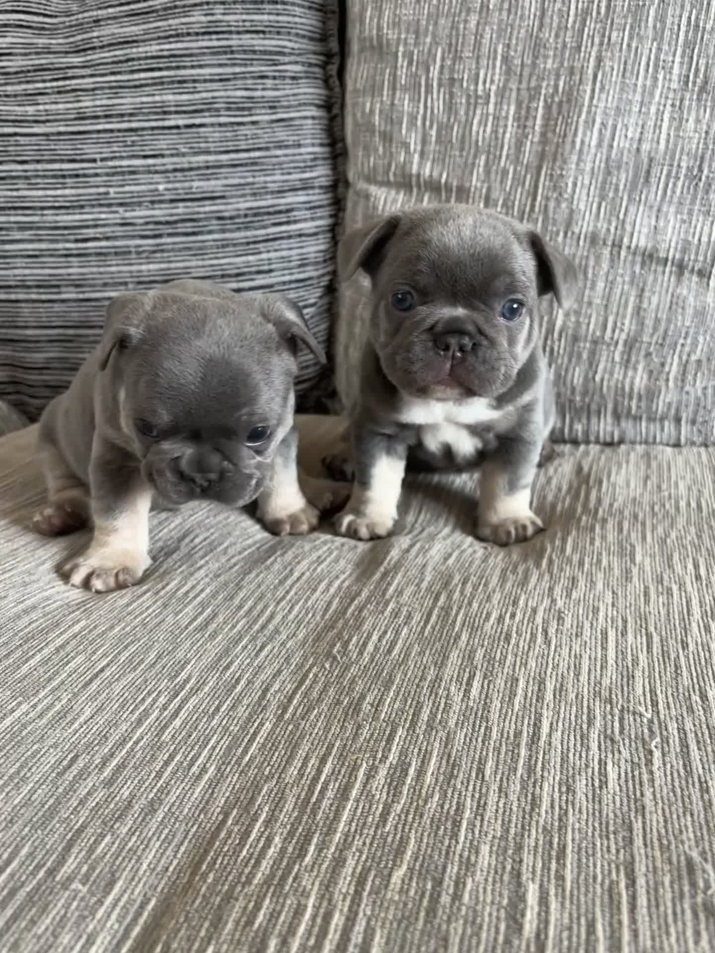 French Bulldog dogs for sale: French bulldog puppies for sale - Video 1