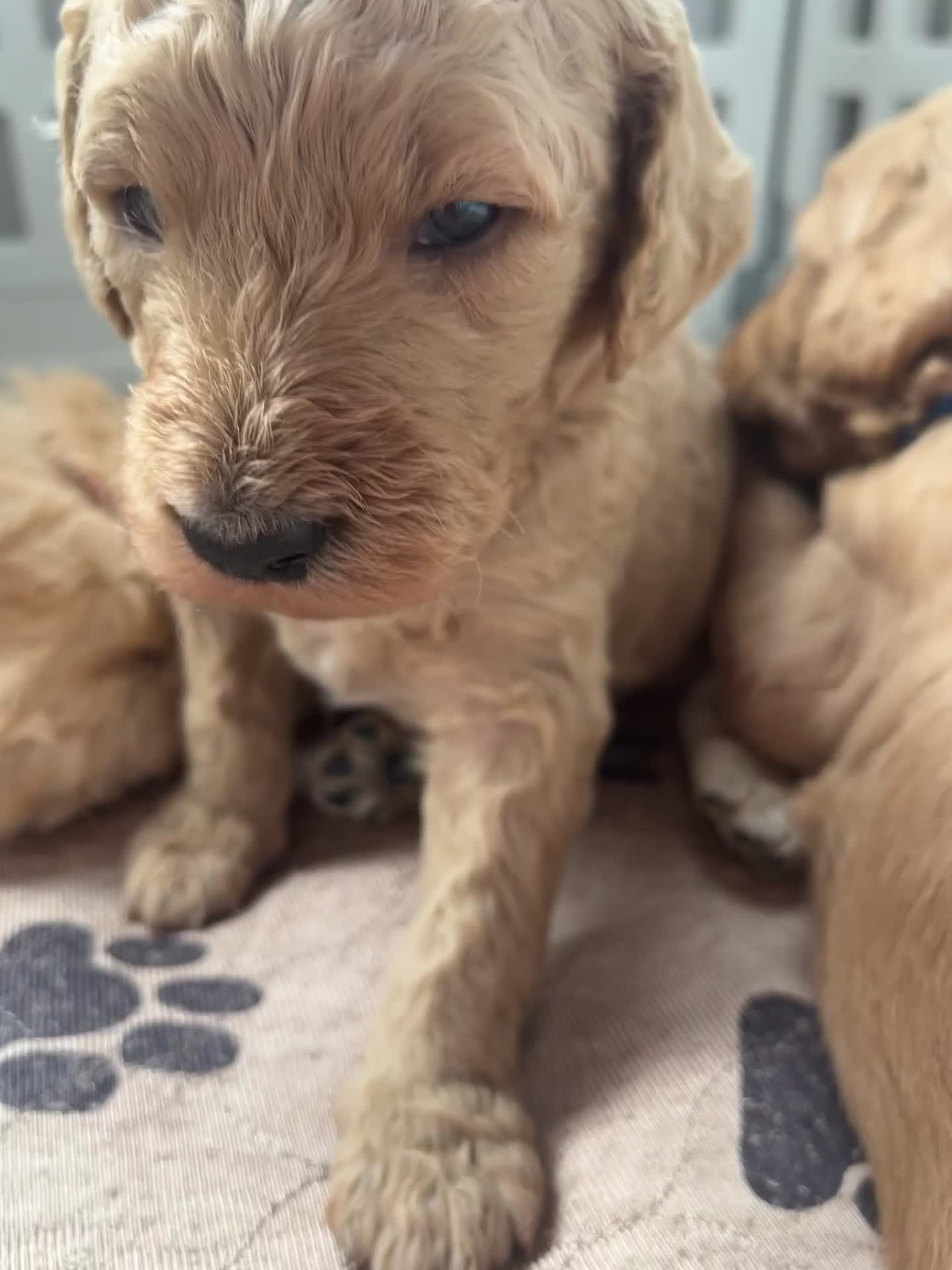 Mixed Breed dogs for sale: Multi generational goldendoodle puppies - Video 2