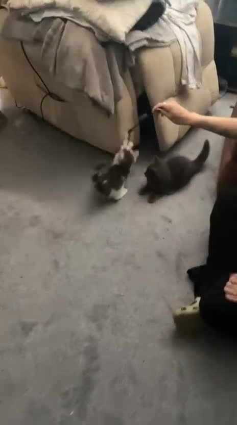 Mixed Breed cats for sale: Loving kittens for sale - Video 3